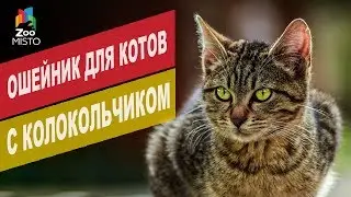 Ошейник для кошек с колокольчиком | Обзор ошейник для кошек с колокольчиком