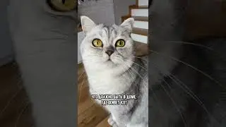 Что должно быть в доме, где живет кот 