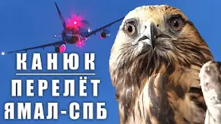 Как канюк Санго от Ямала до Питера долетел