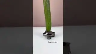 The forbidden amputation