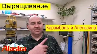 Огородничество #52- Выращивание Карамболы/Звёздочки и Апельсина из семян в домашних условиях, Аляска