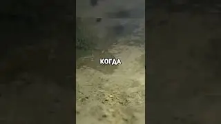 Криками прохожие на днях спасли мужчину от семейства медведей на Сахалине 