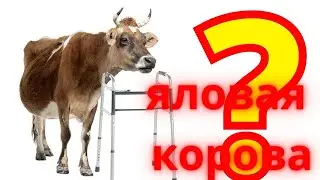 Яловая корова как не допустить яловость