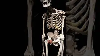#мем #крутойролик #amazing #skeleton
