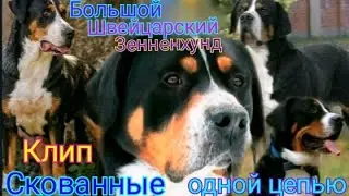 Большой швейцарский зенненхунд|Клип|Скованные одной цепью