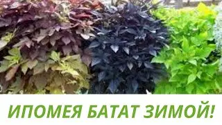ИПОМЕЯ БАТАТ.ЗИМНЕЕ СОХРАНЕНИЕ И РАЗМНОЖЕНИЕ. ПОДРОБНОЕ ВИДЕО О ЧЕРЕНКОВАНИИ И УКОРЕНЕНИИ ИПОМЕИ.