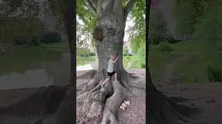 Старое дерево 🌳с толстыми стволом и корнями в Ганновере 