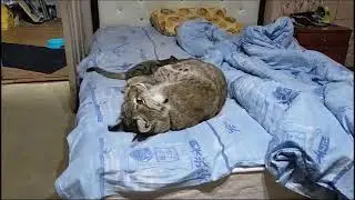 Рысь Даша - Лясик в атаке