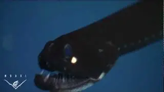 Eerie critters from the deep sea: BIG TEETH