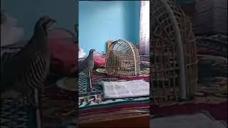 Кабкхои сурак