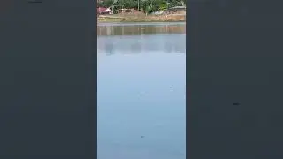 Крым Кольчугино птица Пеганка