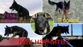 Как научить собаку делать барьер горку? Если она боится?