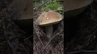 Термоядерный белый гриб