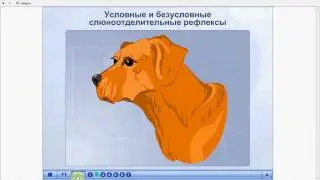 Условные и безусловные рефлексы. Слюноотделение. ЕГЭ и ОГЭ по биологии