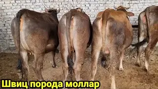 Сешанба мол бозори нархлари Шохидон