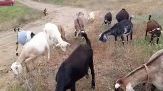 Гуляю с козами🐐