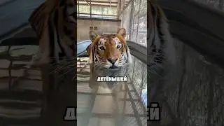 Тигрёнок потерял свою маму, но потом случилось это.. 