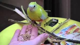 Приручение травяного лазурного попугайчика