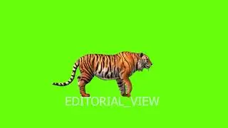 Green screen elements || HD