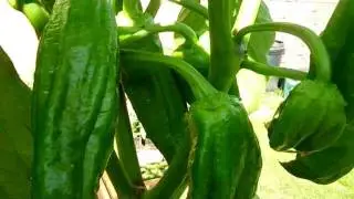 PODA DEL PIMIENTO 2ª PARTE
