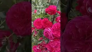 Роза Любовь (селекция Усынины) 10/09/2023г