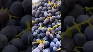 ЧТО СЛУЧИЛОСЬ С ВИНОГРАДОМ??🍇🍇🍇