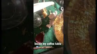 Fish vs Lizard vs Cricket
