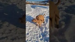Сэм получает награду за хорошее поведение и послушание