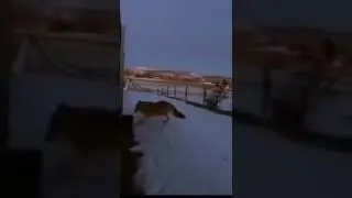 Волк напал на кошку. Она героически отбилась от волка. И спаслась