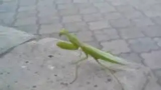 Богомол насекомое