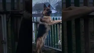 Немецкая овчарка ждёт хозяина!
