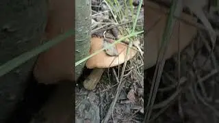 подосиновик
