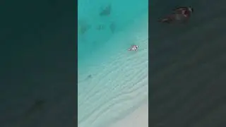 Акула плавает рядом со мной, но я ее увидела только дома на видео 😜