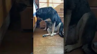 ❗️ Сенсация❗️Люсе подстригли когти🙈 Обида вечная теперь😍 