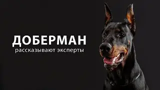 ДОБЕРМАН. О породе рассказывают эксперты