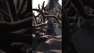 Экология в тундре #ямальскийрайон #жизньвтундре #жизньвтундре