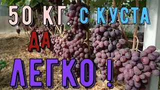 Виноград в теплице . Куст- монстр . Супер урожай.