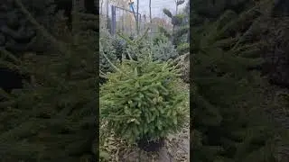 Купить Ель Обыкновенная На новый год в горшке. 
