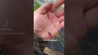 #мотыль