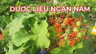 Ho gà ,ho ra m.áu  ,nhiễm trùng vết thương, sa tử cung, ghẻ lở ngoài da...dược liệu quý ngàn năm.