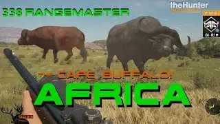 Should you use The 338 Rangemaster on CAPE BUFFALO!!? Call of the WILD THEHUNTER 2018