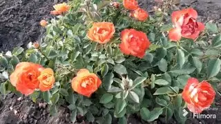 ТРОЯНДА СУПЕР ТРУПЕР  ФЛОРІБУНДА 2024 РІК FLORIBUNDA SUPER TROOPER ROSE