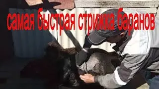 Самая быстрая стрижка овец.\Кандалы .\Жизнь в деревне