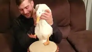 Гусь барабанщик