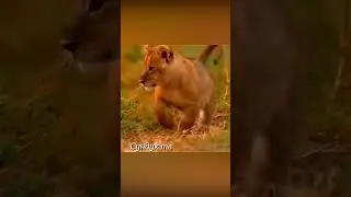 Гиена утащила львёнка.
