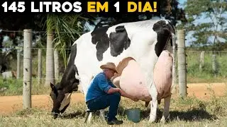 VACA BRASILEIRA BATE NOVO RECORDE MUNDIAL DE PRODUÇÃO DE LEITE