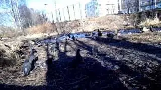 Жизнь уток в городских условиях