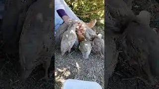 Кабкчача Keklik