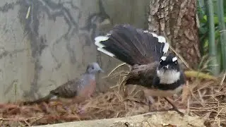Zebra Dove & Philippine Pied Fan Tail (Maria Capra) caught on Maginon wildlife camera