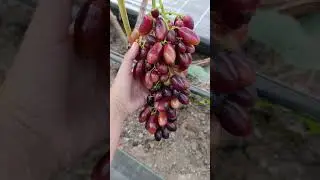 Виноград Шовковиця